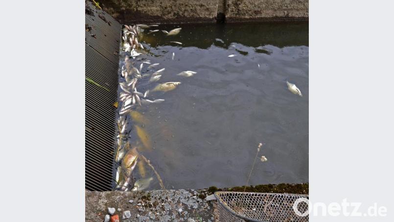 Die Untersuchungen beim LfU haben ergeben, dass das Fischsterben in der Waldnaab bei der Hammermühle nicht auf irgendwelche Einleitungen zurückzuführen ist. Bild: tr