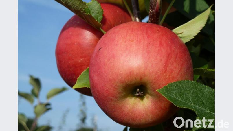 Zum Reinbeißen: Die wenigen Äpfel, die heuer an den Bäumen hängen, werden am liebsten frisch verzehrt. Bild: Portner
