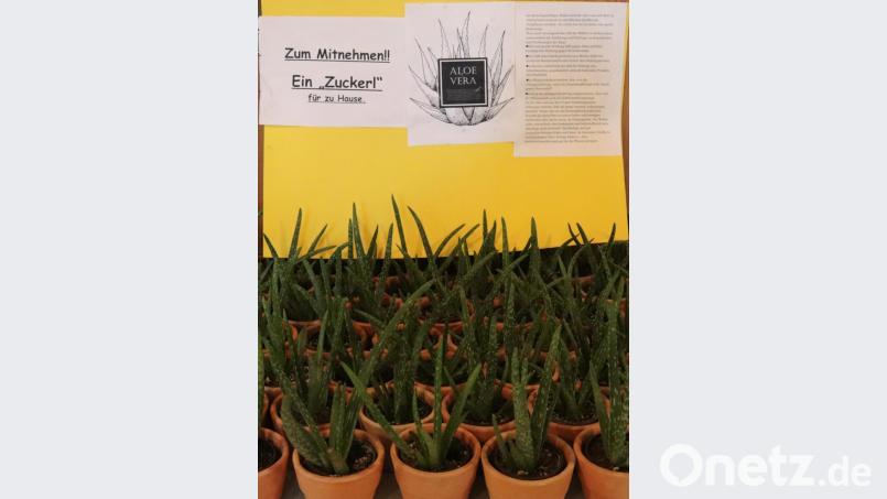 Ein Zuckerl für die Gäste. Jeder durfte einen Topf mit der Heilpflanze mitnehmen. Bild: mfh