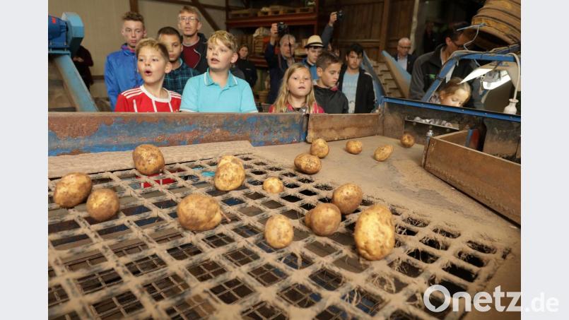 Die Nachernte-Aktion auf dem Hof der Familie Trummer in Hahnbach macht anlässlich des bundesweiten Tafeltages auf Lebensmittelverschwendung aufmerksam. Seit 15 Jahren unterstützen die Trummers die Amberger Tafel mit Kartoffeln, die Schönheitsfehler haben. Bild: Wolfgang Steinbacher