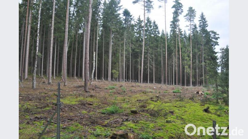 Der Borkenkäfer sorgt auch im Stadtwald für manche lichte Stelle. Bei der Aufforstung werden verstärkt Laubbäume eingesetzt. Bild: ws
