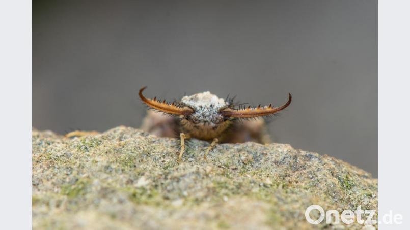 Auch kleine Lebewesen wie den Ameisenlöwen (Bild) hatte Siegfried Steinkohl mit seiner Kamera eingefangen. In der Lichtbildershow präsentierte er beeindruckende Aufnahmen aus der nördlichen Oberpfalz. Bild: sds
