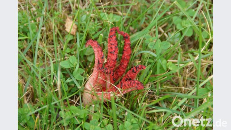 Das Exemplar eines Tintenfischpilzes wurde auf einer Wiese bei Schönsee entdeckt. Bild: mmj