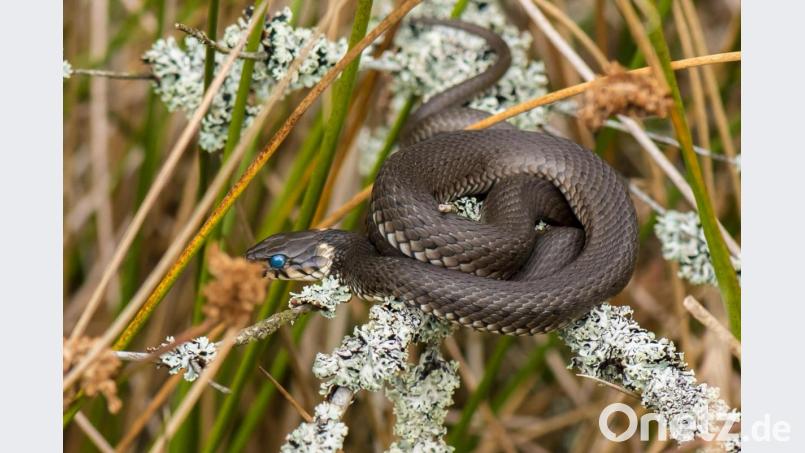 Auch dieses herrliche Bild einer Ringelnatter ließ die Besucher des Vortrags staunen. Bild: sds