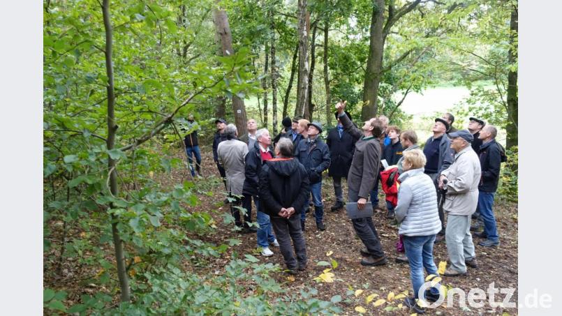 Alles blickt nach oben. Stadtförster Wolfgang Winter sensibilisiert die Weidener Stadträte für die Sorgen und Nöte des Stadt- und Stiftungswaldes. Der trockene Sommer hat Spuren hinterlassen: „Wir bräuchten drei Monate Dauerregen und es wäre für unsere Waldböden immer noch zu wenig.“ Bild: Wieder