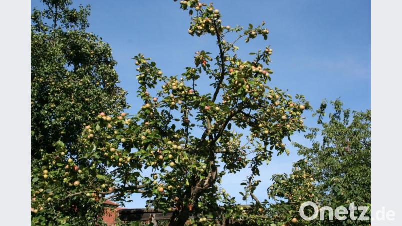 Von Apfelbäumen mit so vielen Früchten, wie sie 2018 von diesem Baum im Klosterdorf Speinshart geerntet werden konnten, kann man in diesem Jahr nur träumen. Der Mosttermin am Samstag in Haselbrunn könnte beweisen, dass trotzdem „a` bisserl` was&quot; geht. Bild: gpa