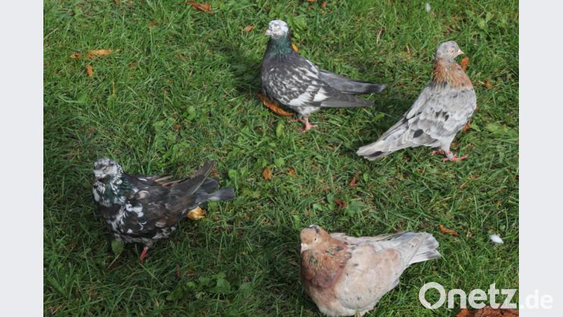 Tischpurzler, eine Taubenrasse aus dem persisch-indischen Raum, können nicht fliegen. Bild: kro