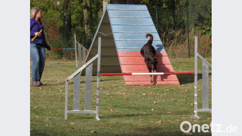 Ein anspruchsvolles Programm mit zahlreichen Hundevorführungen lockt bei herrlichem Spätsommerwetter über 250 Besucher zum Tag des Hundes auf das Gelände des Gebrauchshundevereins Schnaittenbach. Bild: ads