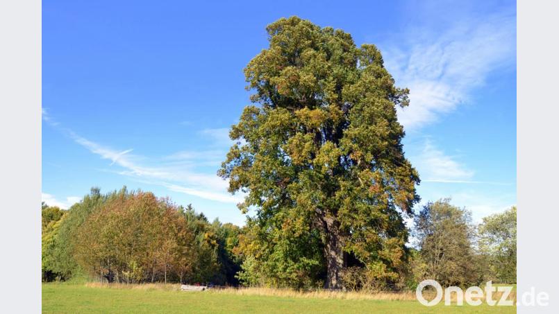 Als &quot;Wosanter Linde&quot; wurde ein jahrhunderte alter Baum am ehemaligen Ortsrand in jüngerer Zeit zu einem geschützten Naturdenkmal erklärt. Bild: Picasa
