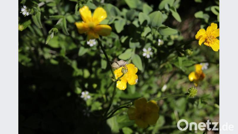 Auf den ersten Blick sieht man die kleinen Tierchen im eigenen Garten gar nicht. Bild: njn