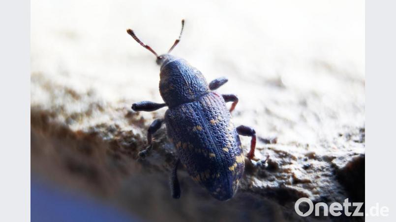 Artenvielfalt – dazu gehört auch der Hylobius abietis (Fichtenrüsselkäfer). Bild: njn