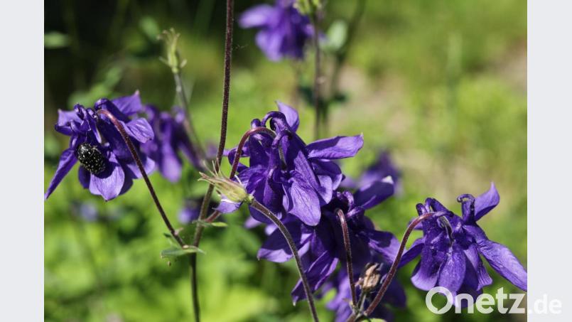 Auf den ersten Blick sieht man die kleinen Tierchen im eigenen Garten gar nicht. Bild: njn