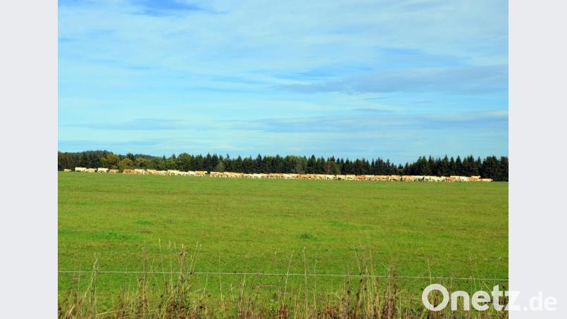 Riesige Viehweiden sind das Einzige, was in der menschenleeren Landschaft weitum anzutreffen ist. Bild: Picasa