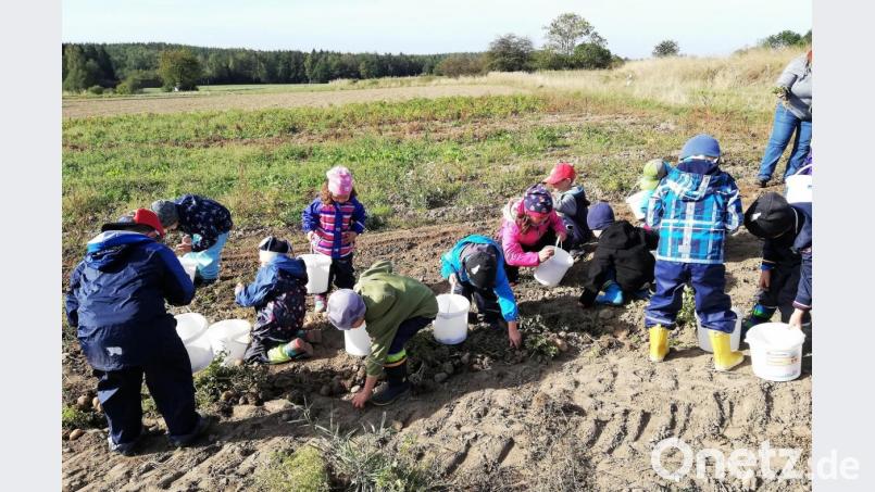 In Eimern sammelten die Mädchen und Buben ihre Kartoffeln. Bei der Ernte erfuhren sie auch, wie die Knolle weiter verarbeitet wird. Bild: hl