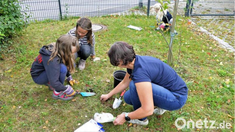 Über hundert kleine Zwiebeln von Winterlingen, Schneeglöckchen, Krokussen und Wildtulpen wurden mit Unterstützung von Karin Haar vom Bienenzuchtverein Sulzbach-Rosenberg rund um die Bienenstöcke im Schulgarten gepflanz. Bild: wbe