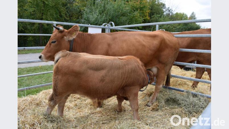 Das Murnau-Werdenfelser-Rind ist die älteste Rinderrasse in Bayern. Auch sie steht auf der Roten Liste. Bild: bnr
