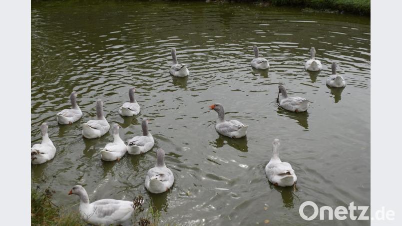 Als Erste begrüßten die Museumsgänse die Gäste. Bild: bnr