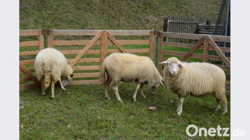 Das Waldschaf war früher die häufigste Rasse in den Mittelgebirgen. Heute gibt es nur noch wenige Stück davon. Bild: bnr