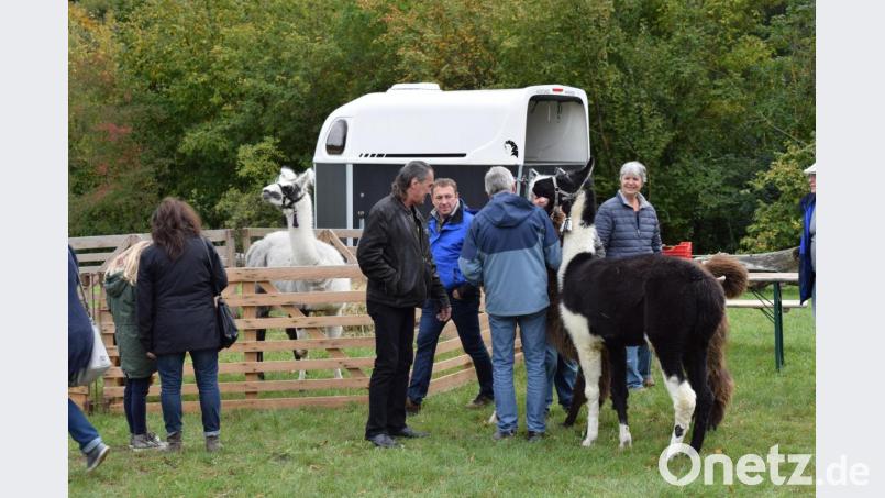 Auch Alpakas haben sich auf das Museumsgelände verirrt. Bild: bnr