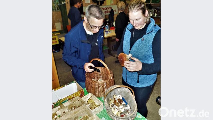 Was kommt denn da zum Vorschein? Pilzexperte Stefan Hartwig begutachtet die Ausbeute einer Schwammerlsucherin in der Kohlberger OWV-Halle. Bild: jml