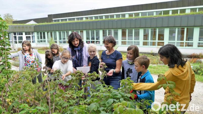 Die Kinder der AG Schulgarten mit ihrer Lehrerin Lydia Veccaro und Imkerin Karin Haar bei der Himbeerenernte. Bild: wbe