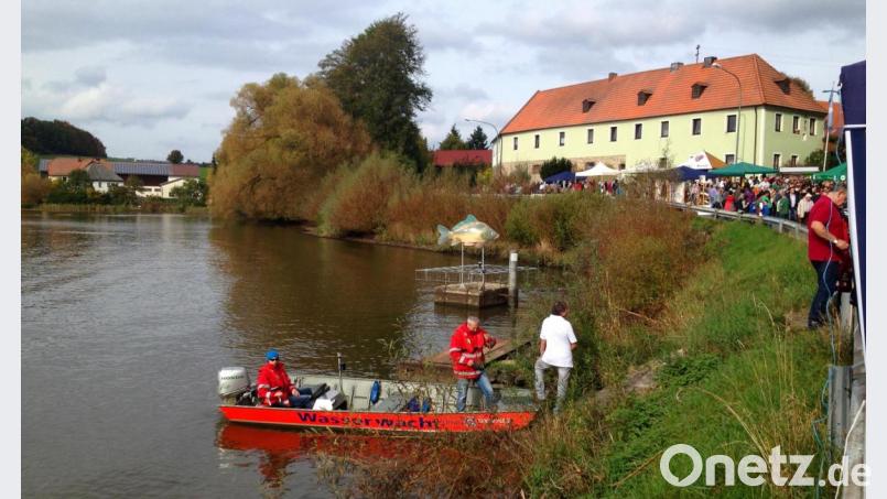 Die Teichbetriebe schmiegen sich an den Kornthaner Weiher. Alle Jahre wird dort die Karpfenkirchweih gefeiert, die am kommenden Wochenende erneut zum Besuch einlädt. Archivbild: wro