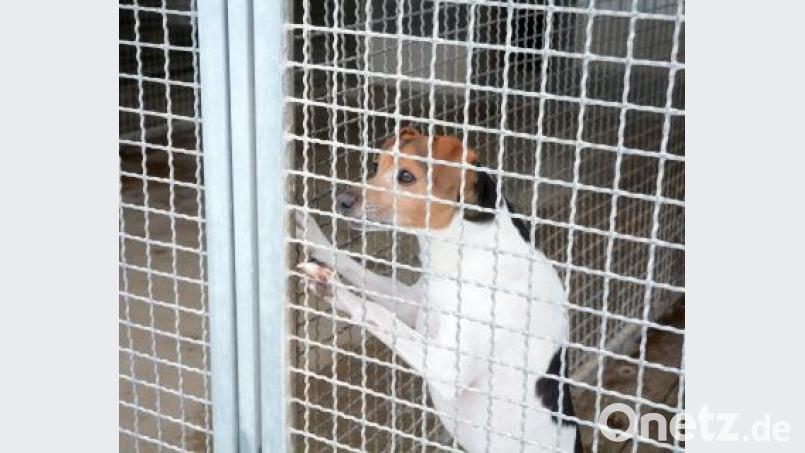 Ende 2020 läuft die Betriebsgenehmigung für das Tierheim aus. Noch gibt es keine Neubaupläne und Kostenschätzungen. Seit August steht fest: Der Tierschutzverein will&#039;s selber machen. Bild: Gabi Schönberger