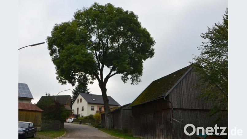 Martin Busch sieht große Gefahr von diesem Eschenbaum in der Ortsmitte von Altentreswitz ausgehen. Bild: dob