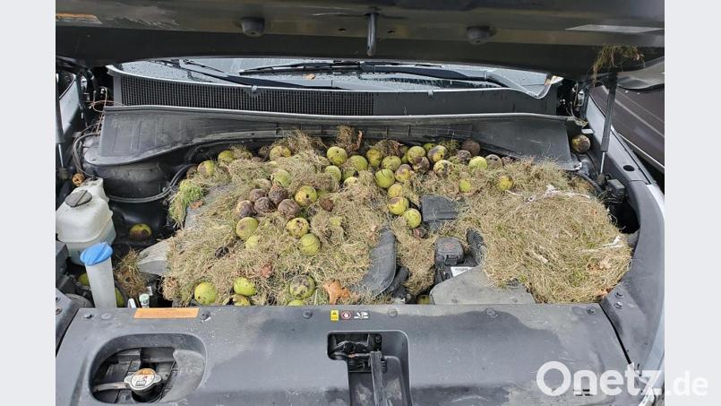 Dieses von Chris Persic zur Verfügung gestellte Foto zeigt die Motorhaube seines Autos: Eichhörnchen hatten mehr als 200 Walnüsse und Gras gehortet. Bild: Holly und Chris Persic/AP/dpa