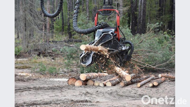In Windeseile kann ein Harvester Bäume fällen und in wunschgerechte Stücke schneiden. Bild: Lowak