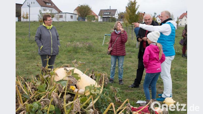 Den Kürbis von Mario Totzauer hat wohl eine Wühlmaus heimgesucht und verfaulte schon vor dem Wettbewerbsende. Bild: nza