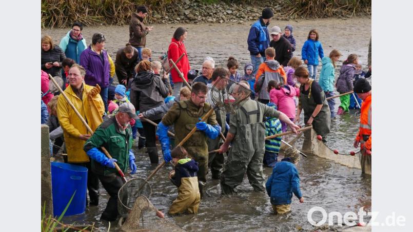 Ein einziges Gewusel über und unter der Wasseroberfläche. Bild: tr