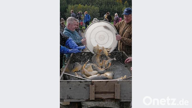 Auf dem Sortiertisch werden die Fische nach Art getrennt. Bild: tr