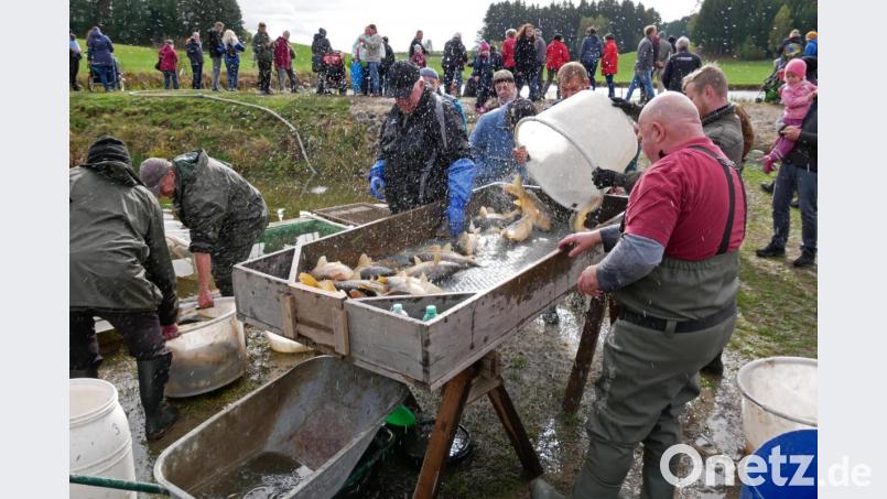 Auf dem Sortiertisch werden die Fische nach Art getrennt. Bild: tr