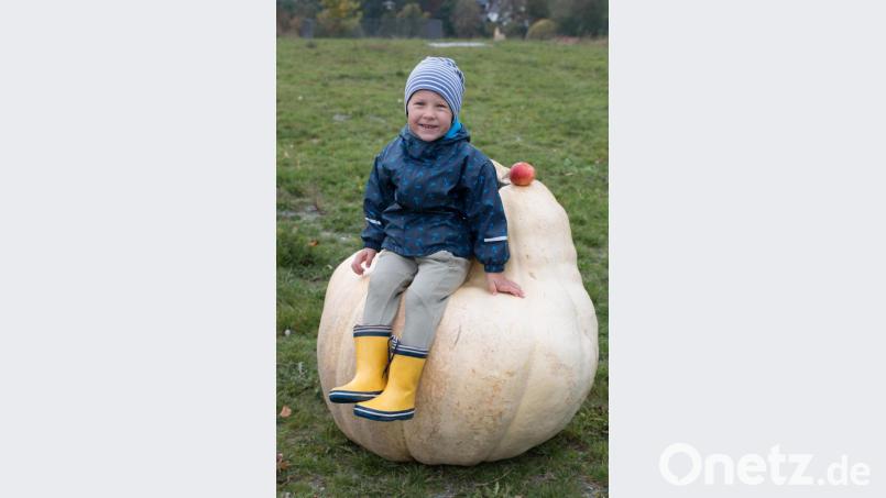 Die ungewöhnliche Form des Siegerkürbis bietet sich als Sitzbank an. Bild: nza