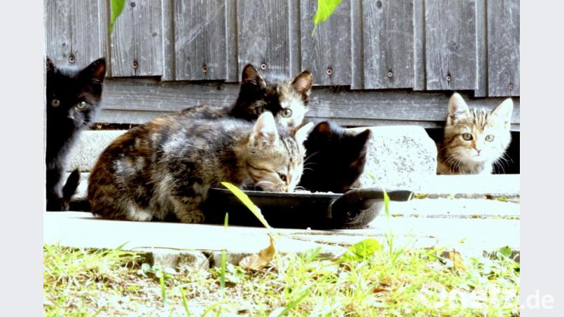 Scheu und hungrig waren die sechs Kätzchen einer verwilderten Hauskatze. Mit Hilfe von Fallen des Tierschutzvereins konnten sie nach mehreren Tagen gefangen werden. Bild: bkr
