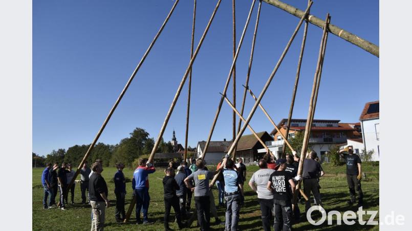 Die Michelfelder Burschen und ihre Helfer legen sich beim Baumaufstellen mächtig ins Zeug. Bild: sck