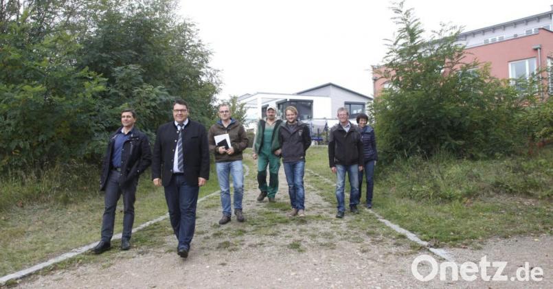Die Robinien zwischen Seeufer und Wohnsiedlung werden gerodet, beschlossen Bürgermeister und Landschaftspfleger bei einer Ortsbesichtigung. Bild: Hirsch