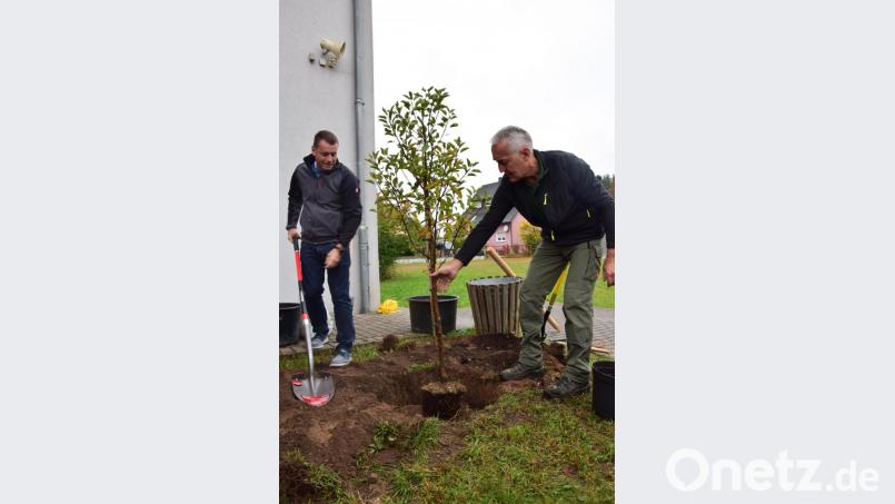 Ein Bett aus einer baumtauglichen Humusmischung ist für den kleinen Buschbaum optimal zum Anwachsen, erklärt Alfons Lobinger (rechts). Bild: tat