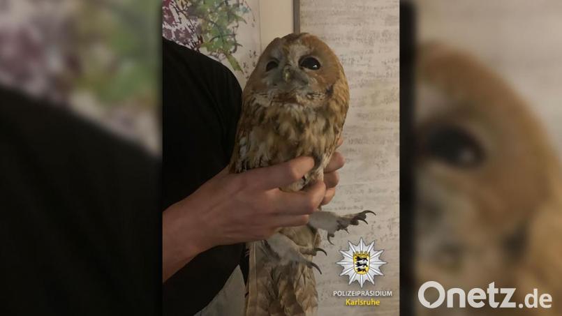 Ein Waldkauz ist in den Schornstein eines Einfamilienhauses in Karlsruhe gefallen Bild: Polizei Karlsruhe