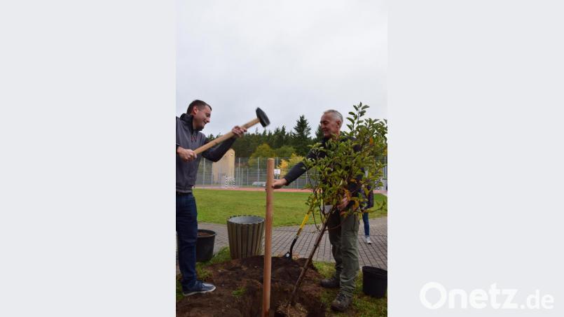 Zum Anwachsen muss der kleine Apfelbaum an den Strick: Damit er nicht schief anwächst, wird er windsicher verzurrt. Bild: tat