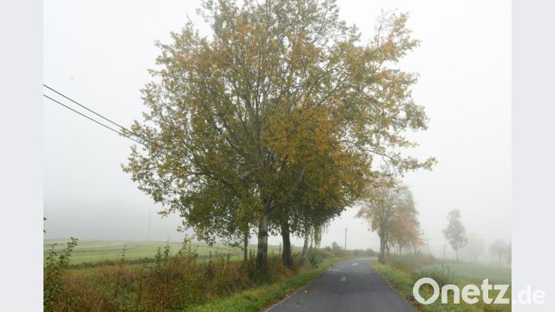 Über die Breite beim Ausbau der Gemeindeverbindungsstraße Hammerles-Hagen-Pinzenhof gibt es höchst unterschiedliche Meinungen. Der Baumbestand (rechts) wird nach Aussage von Planer Markus Münchmeier beeinträchtigt. Links steht hinter den Bäumen noch eine Fernmeldefreileitung der Telekom. Bild: bey