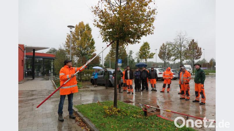 Harald Schlöger (links) zeigte den Bauhofmitarbeitern, was sie beim Gehölz- und Baumschnitt beachten müssen. Bild: jzk