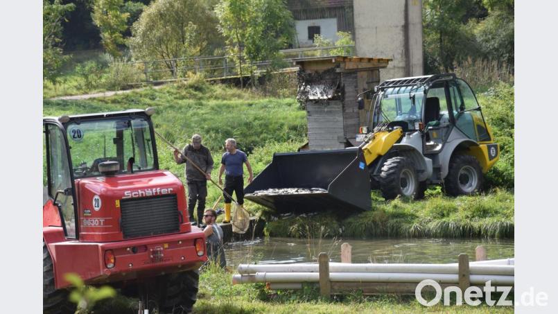 Mit einer Laderschaufel wurden die toten Tiere im September abtransportiert. Bild: bö