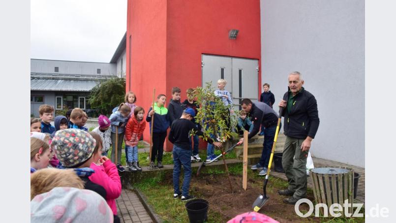Allerhand zu lernen gibt es bei der Baumpflanzaktion an der Schnaittenbacher Schule. Alfons Lobinger (vorn) gelingt es, die Schüler zum Mitdenken zu bewegen. Bild: tat