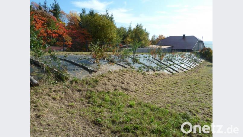 Zwischen der Bürgermeister-Spichtinger-Straße (rechts) und der eingehausten Schießanlage oberhalb des Schützenheimes wollen die Scharfschützen auf einer Länge von 60 Metern Bäume pflanzen. Gedacht ist an 7 Esskastanien, 6 Apfelbäume und 12 Kirschpflaumen. Bild: Portner