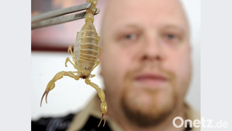 Einen extrem giftiger lebender Skorpion Androctonus australis. Symbolbild: Bernd Weißbrod/dpa