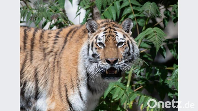 Läuft ein Tiger durch Niederbayern? Bild: Paul Zinken