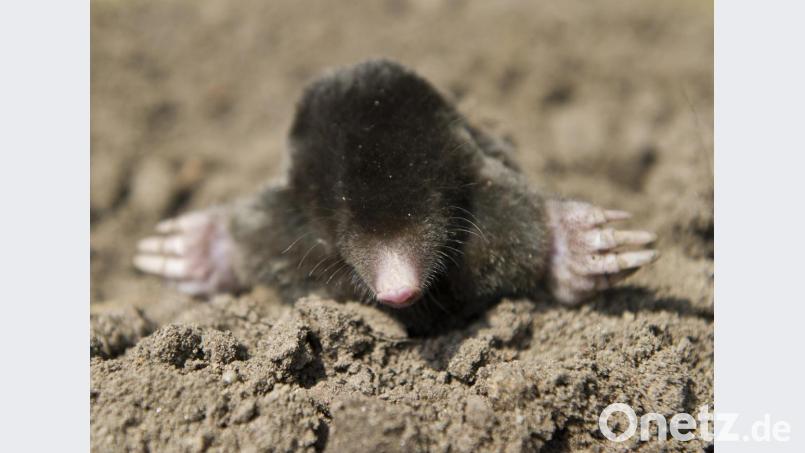 Ein 47-Jähriger wollte Maulwürfe mit Böllern bekämpfen. Bild: Patrick Pleul