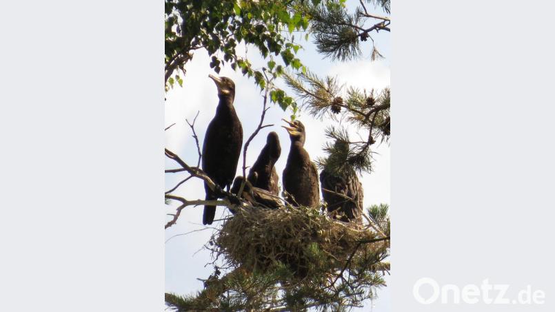 Kormorane bedrohen die Ernte der Teichwirte. Bild: Norbert
Gruener